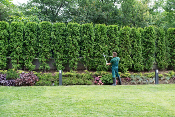 Best Tree and Shrub Care  in Menomonie, WI