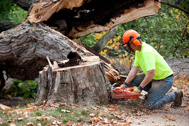 Best Lawn Disease Treatment  in Menomonie, WI