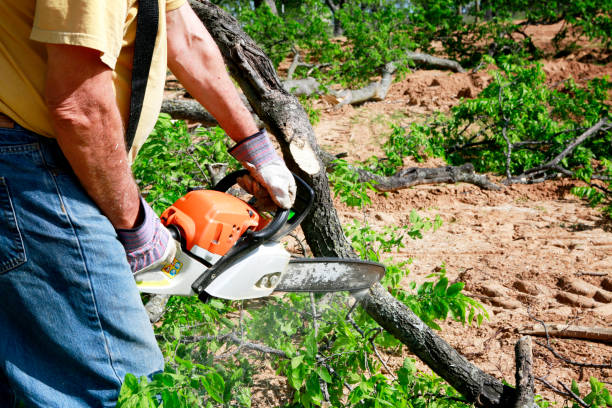 Best Storm Damage Tree Cleanup  in Menomonie, WI